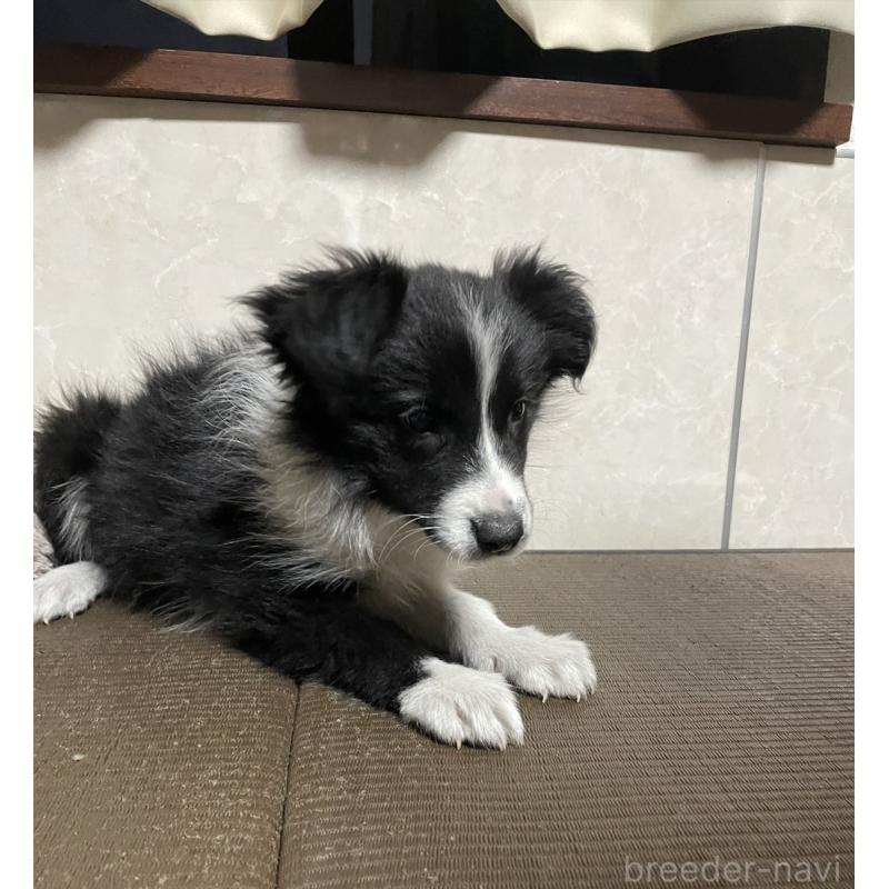 販売中の東京都のボーダーコリー-433504の2枚目