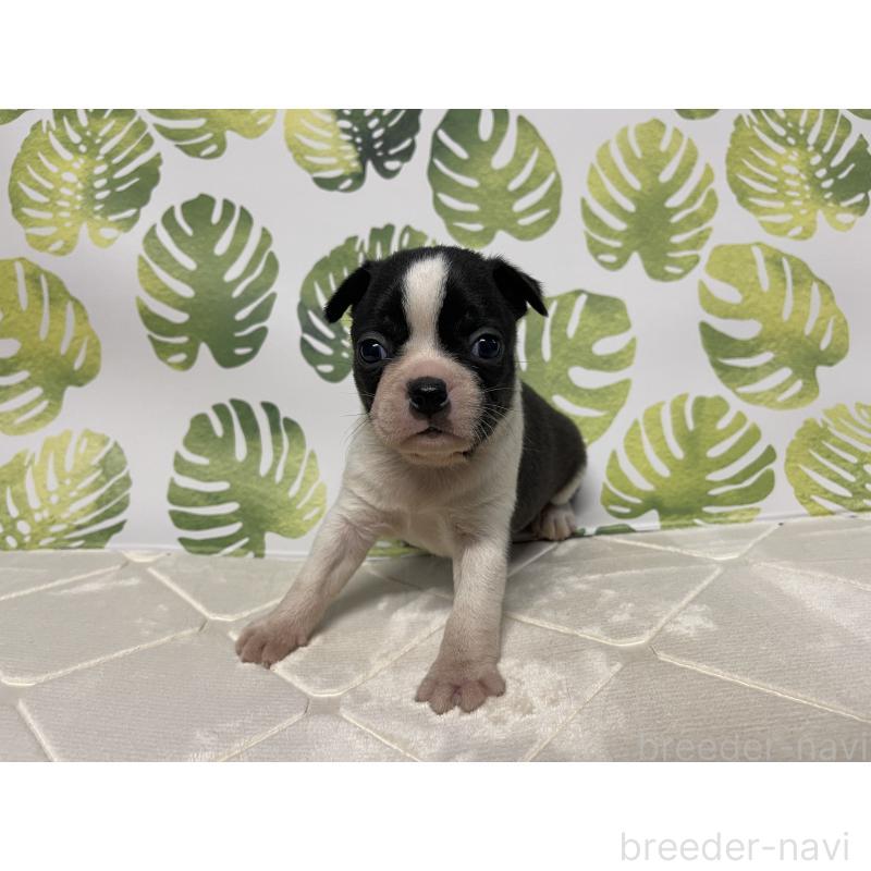 成約済の群馬県のボストンテリア-433507の1枚目