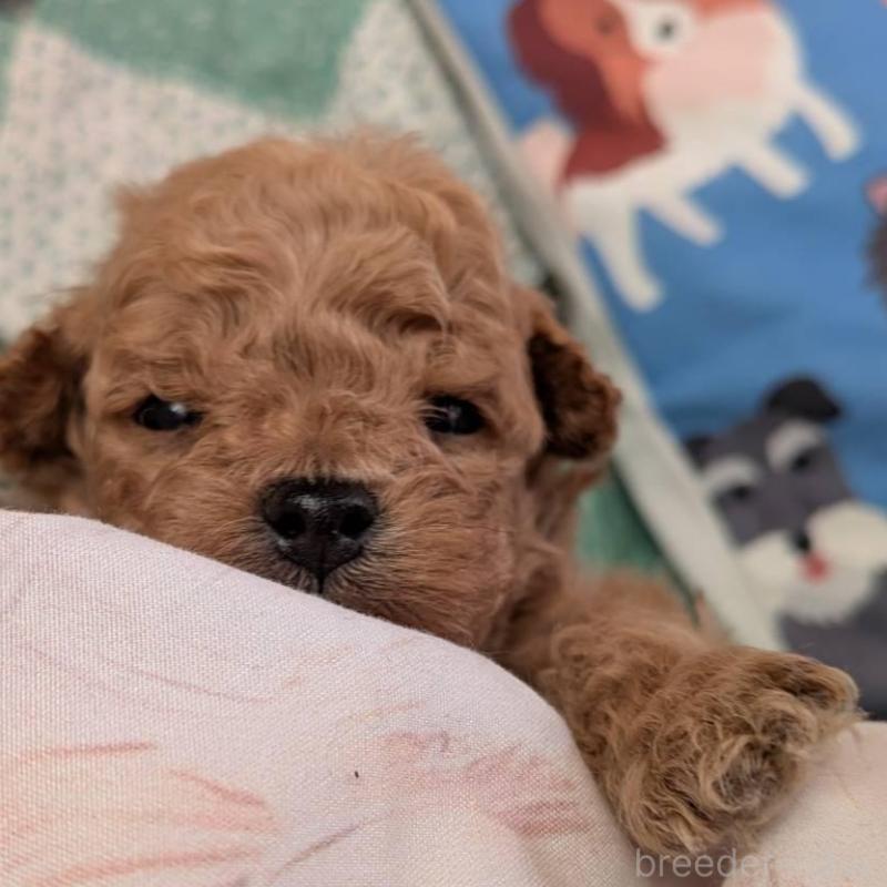 販売中の長野県のタイニープードル-433510の8枚目