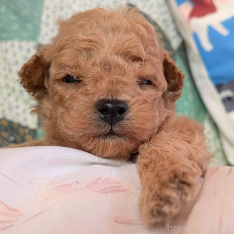 販売中の長野県のタイニープードル-433510の7枚目