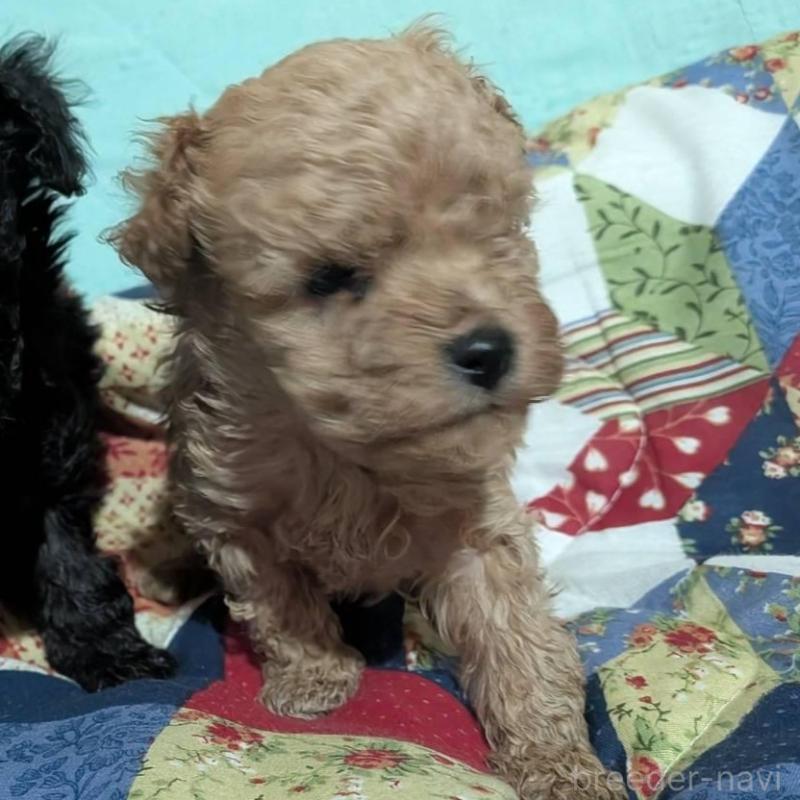 販売中の長野県のタイニープードル-433510の6枚目