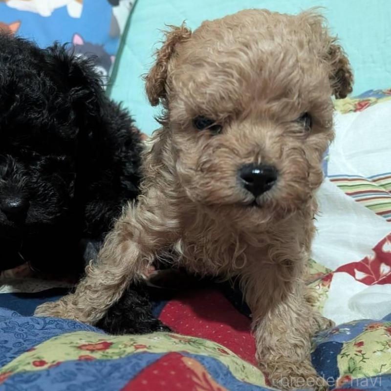 販売中の長野県のタイニープードル-433510の5枚目