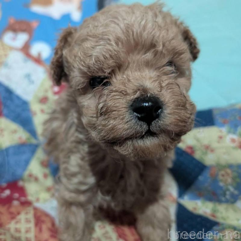 販売中の長野県のタイニープードル-433510の4枚目