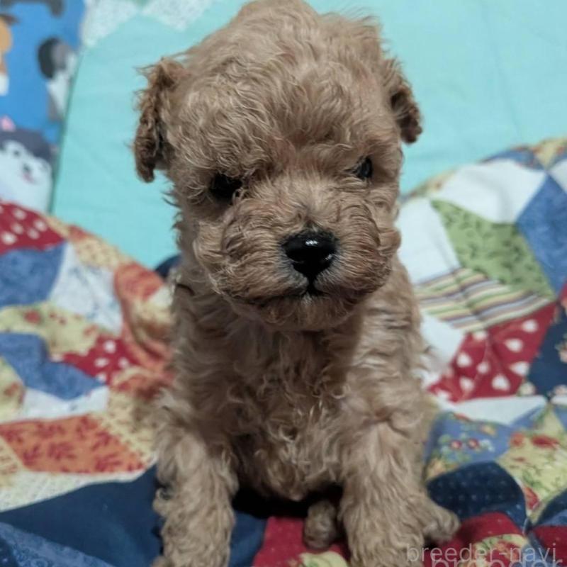 販売中の長野県のタイニープードル-433510