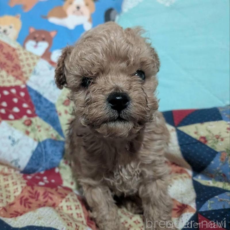 販売中の長野県のタイニープードル-433510の3枚目