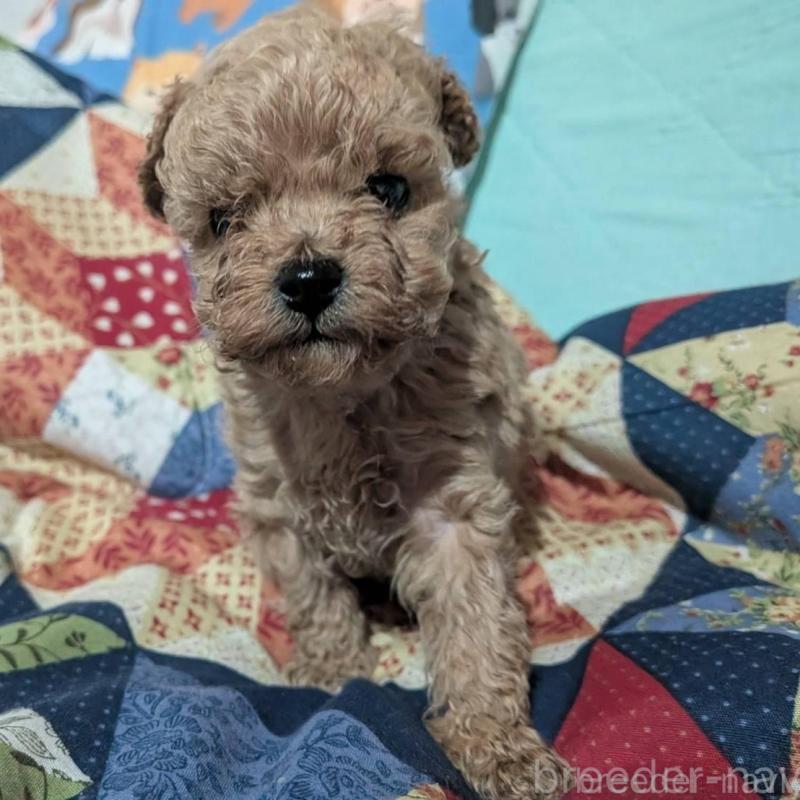 販売中の長野県のタイニープードル-433510の2枚目