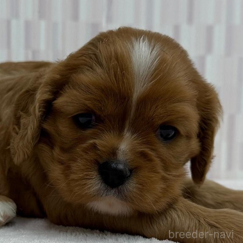 販売中の千葉県のキャバリアキングチャールズスパニエル-433512の1枚目