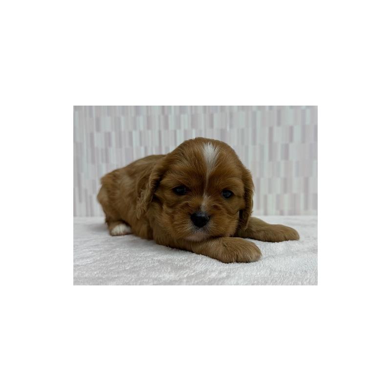 販売中の千葉県のキャバリアキングチャールズスパニエル-433512の2枚目