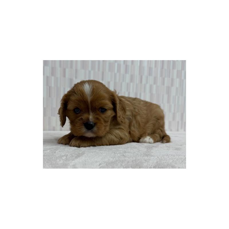 販売中の千葉県のキャバリアキングチャールズスパニエル-433512の3枚目