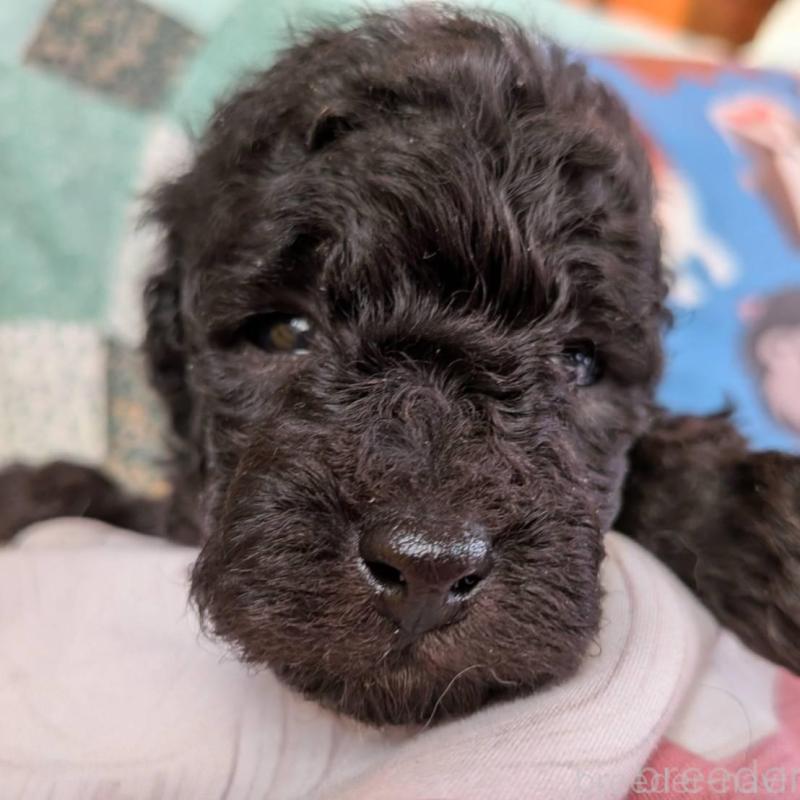 販売中の長野県のトイプードル-433514の9枚目