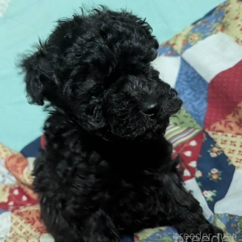 販売中の長野県のトイプードル-433514の8枚目