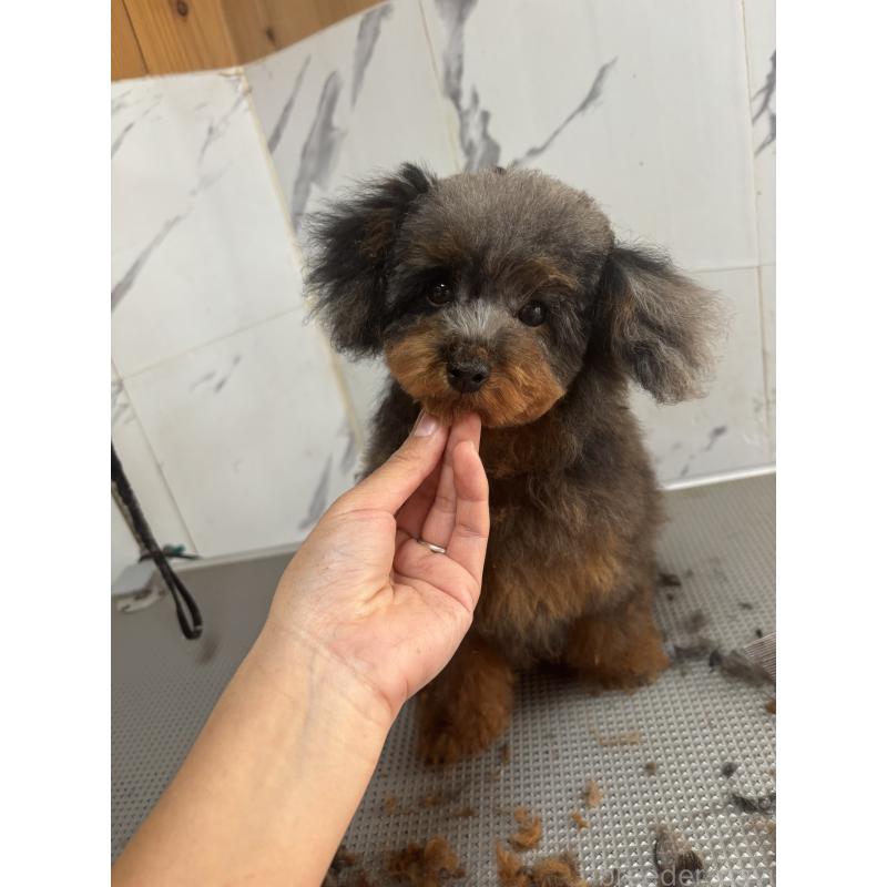 販売中の兵庫県のタイニープードル-416595の2枚目