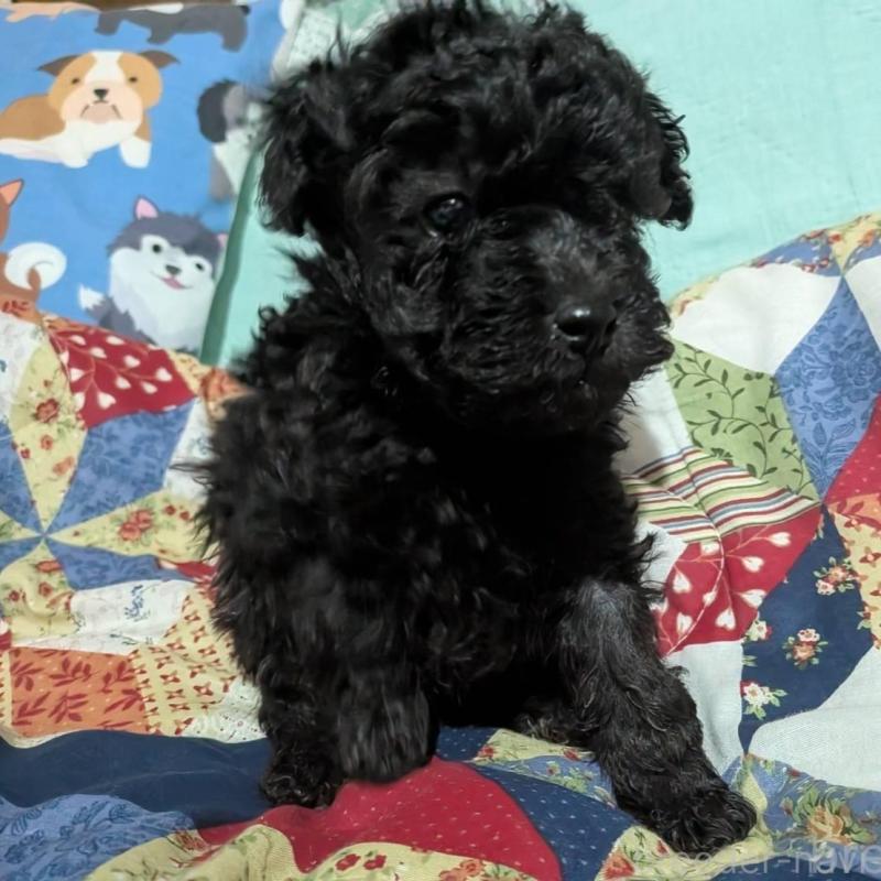 販売中の長野県のトイプードル-433514の7枚目