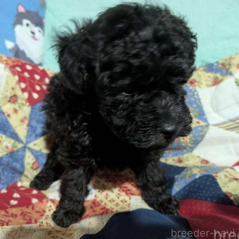 販売中の長野県のトイプードル-433514の6枚目