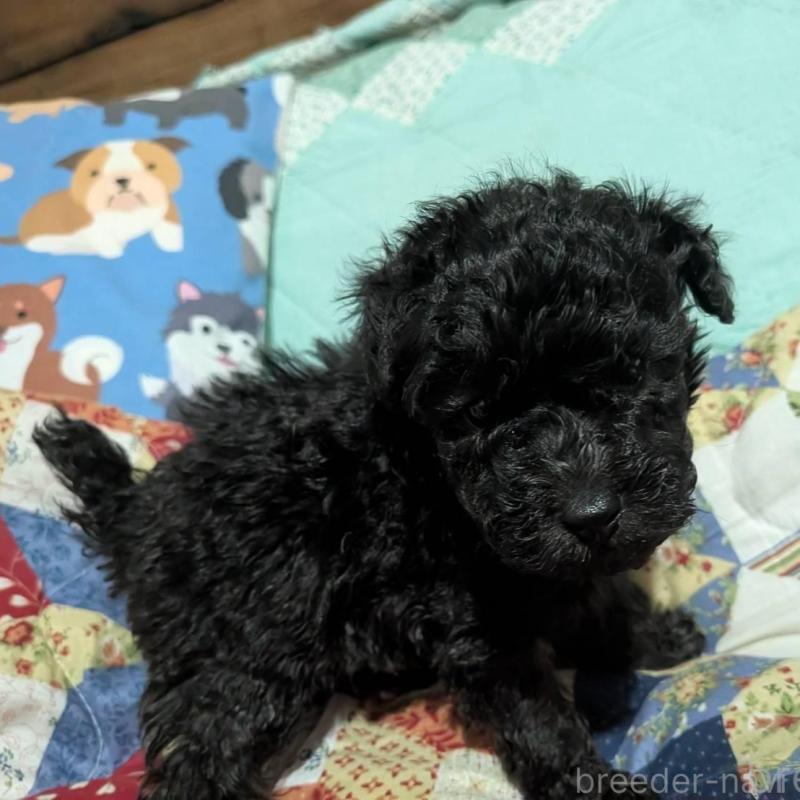 販売中の長野県のトイプードル-433514の5枚目