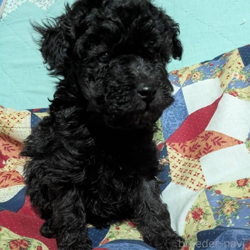 販売中の長野県のトイプードル-433514の4枚目