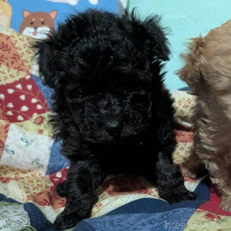 販売中の長野県のトイプードル-433514の3枚目