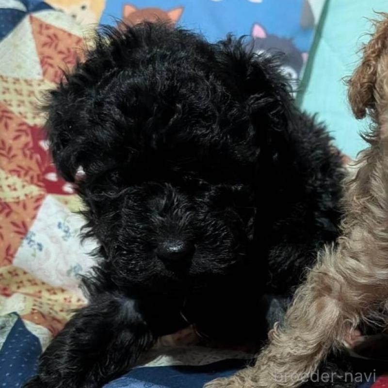 販売中の長野県のトイプードル-433514の2枚目