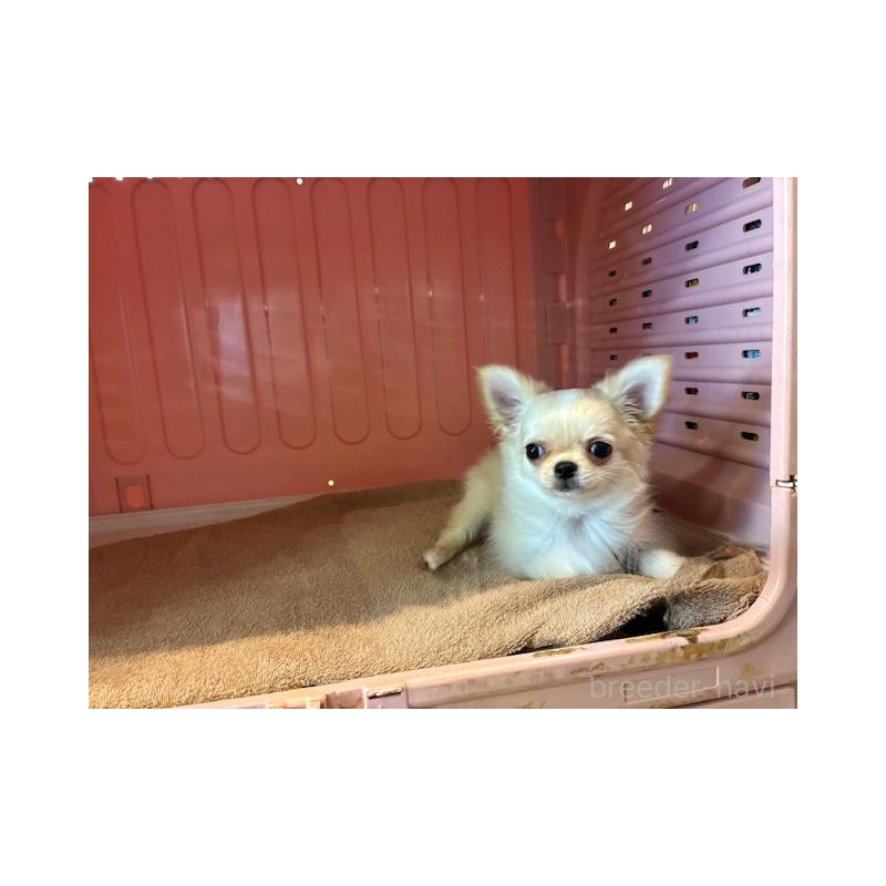 販売中の東京都のチワワ(ロングコート)-422906