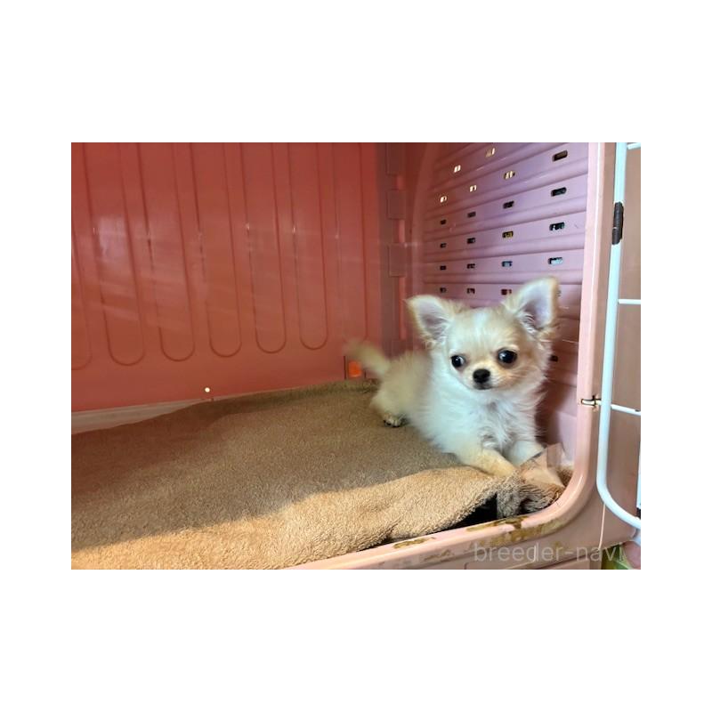 成約済の東京都のチワワ(ロングコート)-422906の6枚目