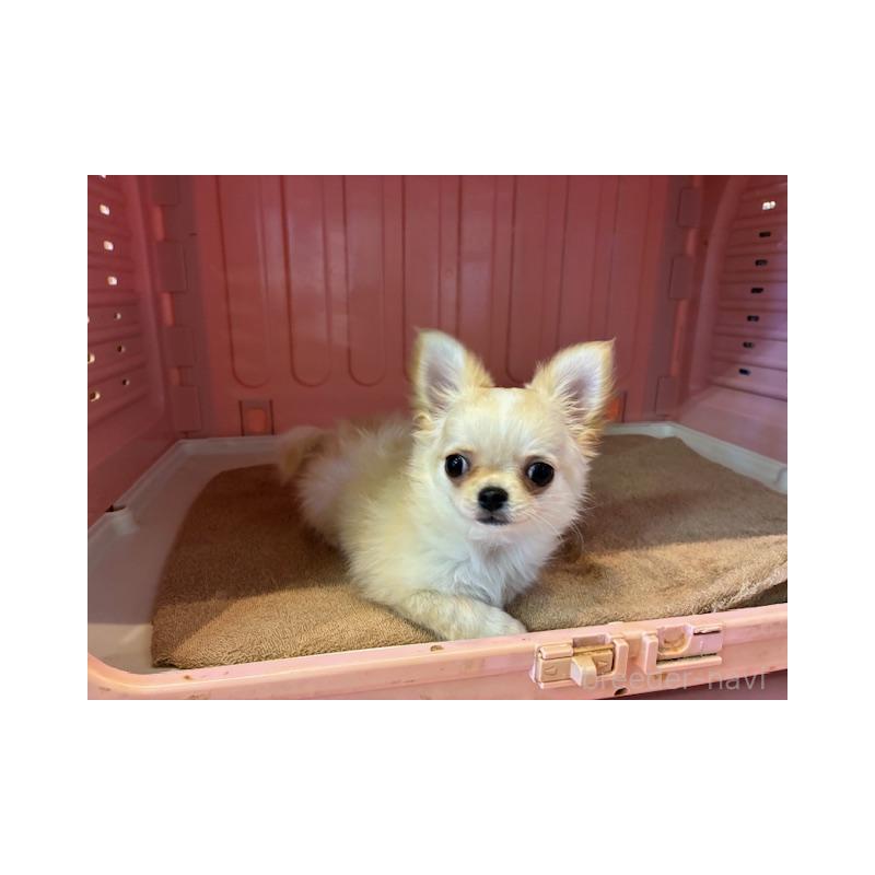 成約済の東京都のチワワ(ロングコート)-422906の5枚目