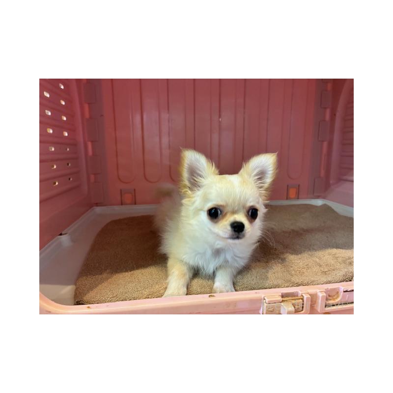 成約済の東京都のチワワ(ロングコート)-422906の4枚目