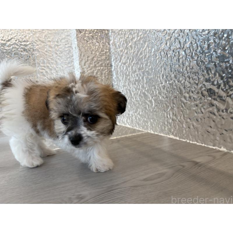 販売中の岐阜県のマルシーズー:マルチーズ×シーズー-433519の4枚目