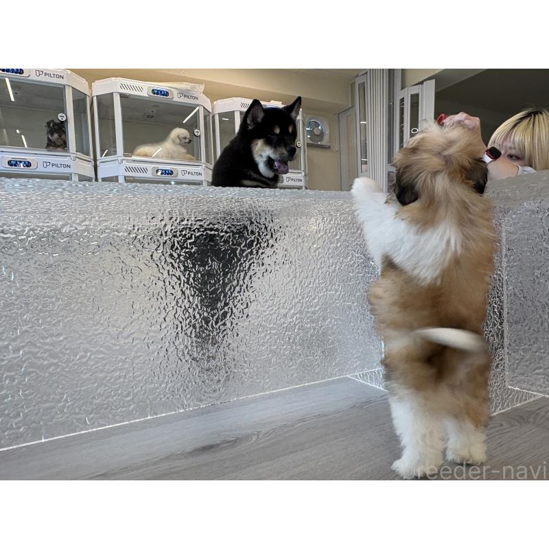 販売中の岐阜県のマルシーズー:マルチーズ×シーズー-433519の3枚目