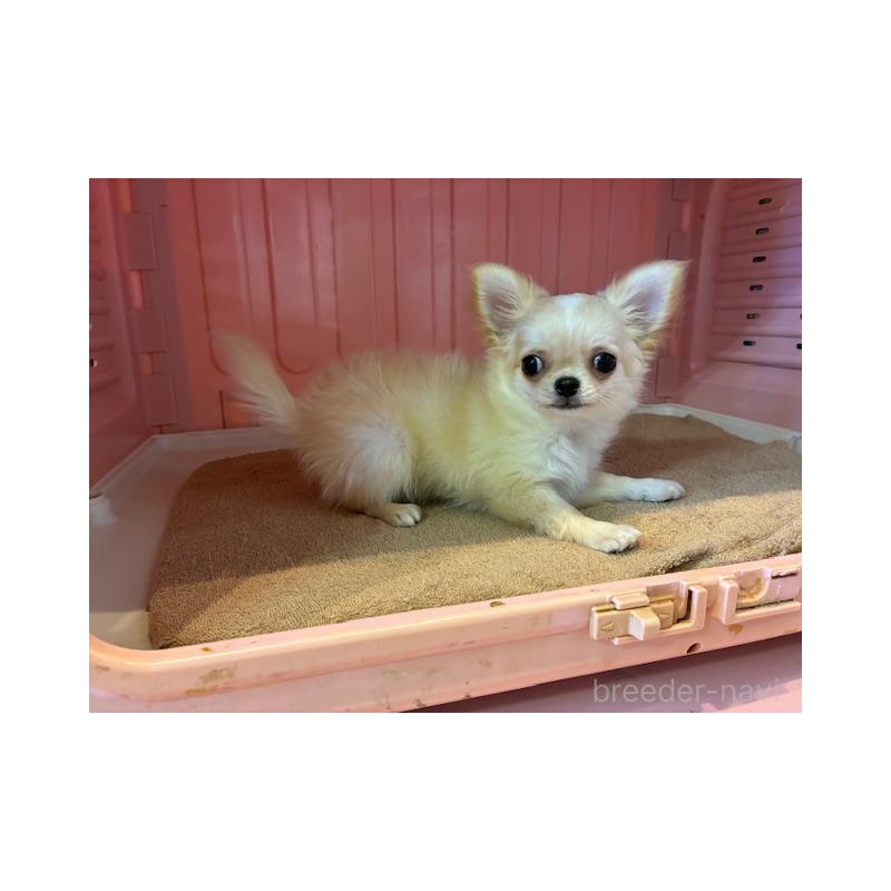 成約済の東京都のチワワ(ロングコート)-422906の3枚目