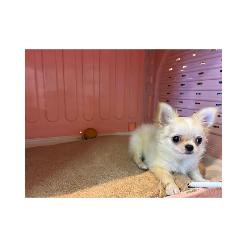 成約済の東京都のチワワ(ロングコート)-422906の2枚目