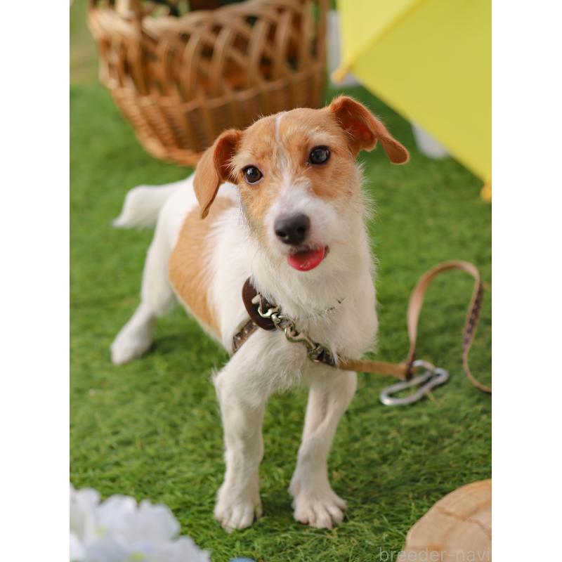 アルカネットちゃん1枚目