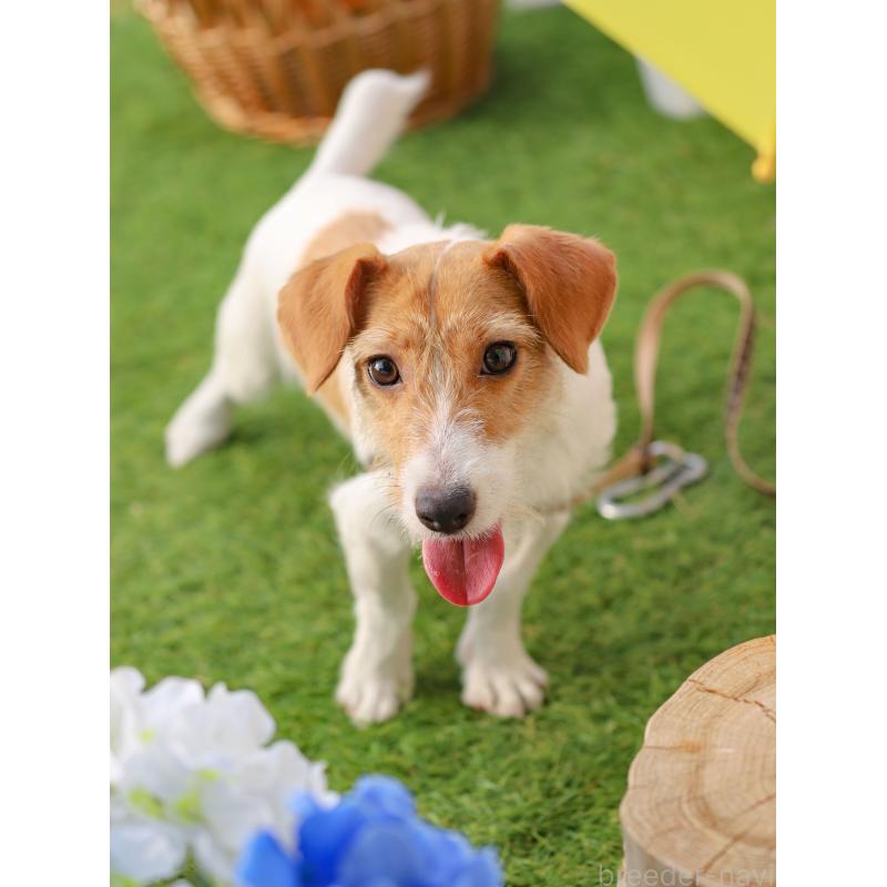 アルカネットちゃん1枚目