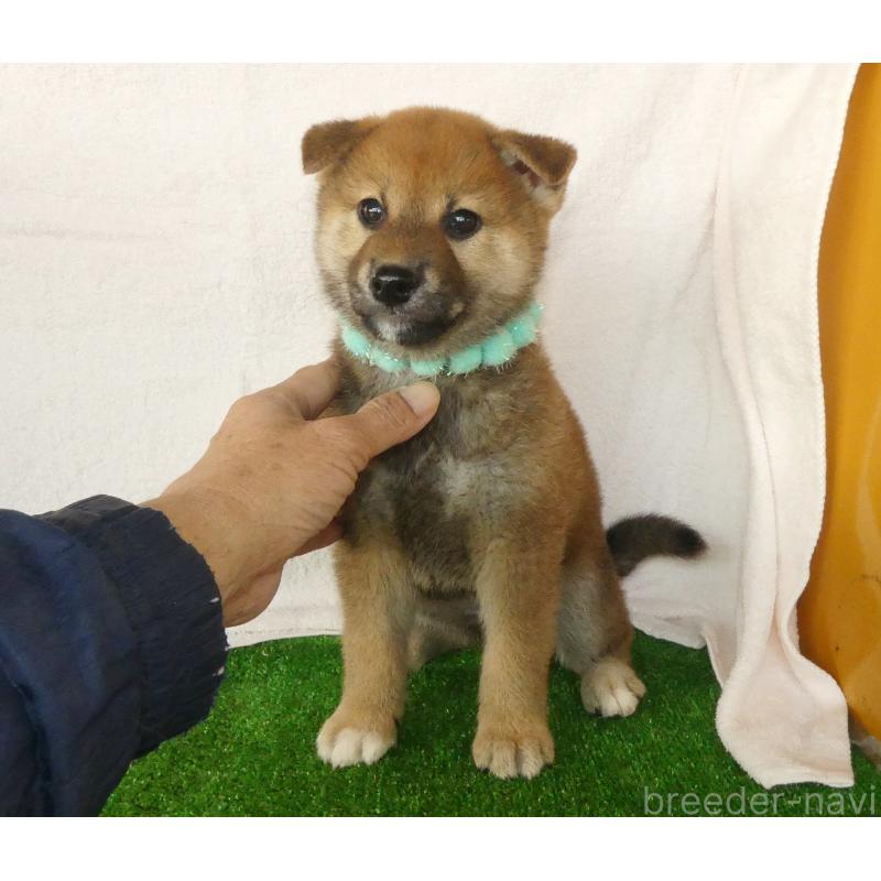 販売中の静岡県の柴犬-430457の7枚目