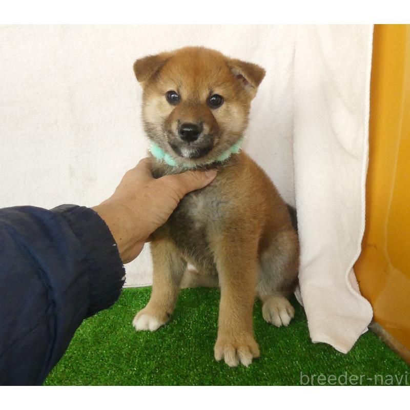 販売中の静岡県の柴犬-430457の6枚目