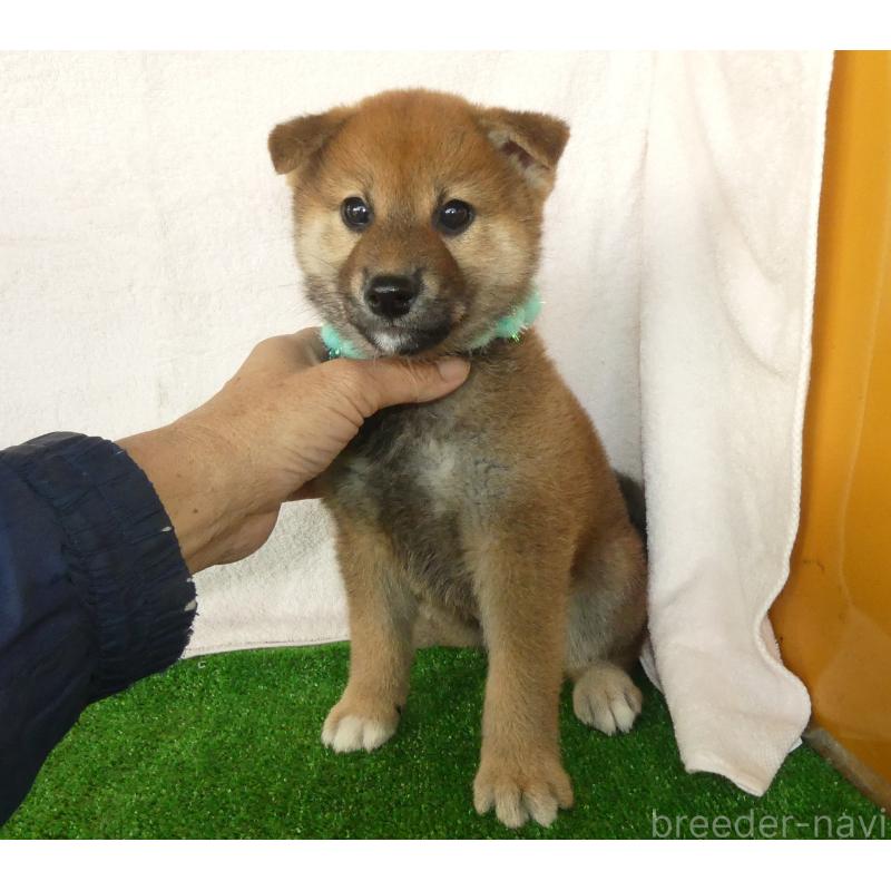 販売中の静岡県の柴犬-430457の5枚目