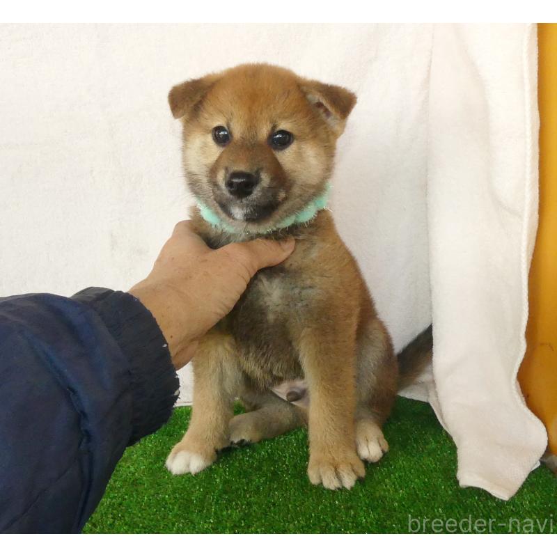 販売中の静岡県の柴犬-430457の4枚目