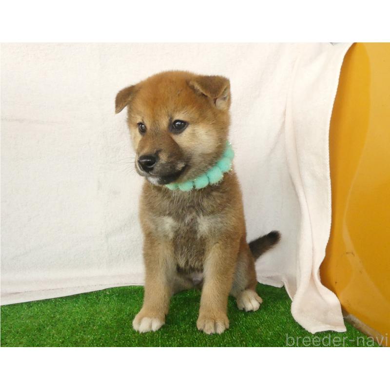 販売中の静岡県の柴犬-430457の3枚目