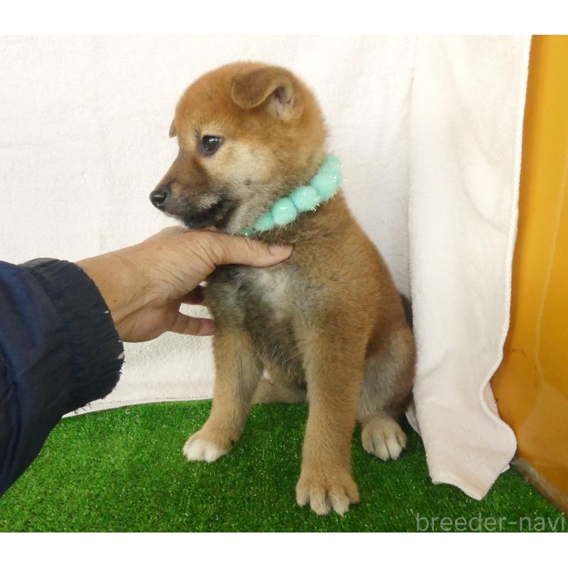 販売中の静岡県の柴犬-430457の2枚目