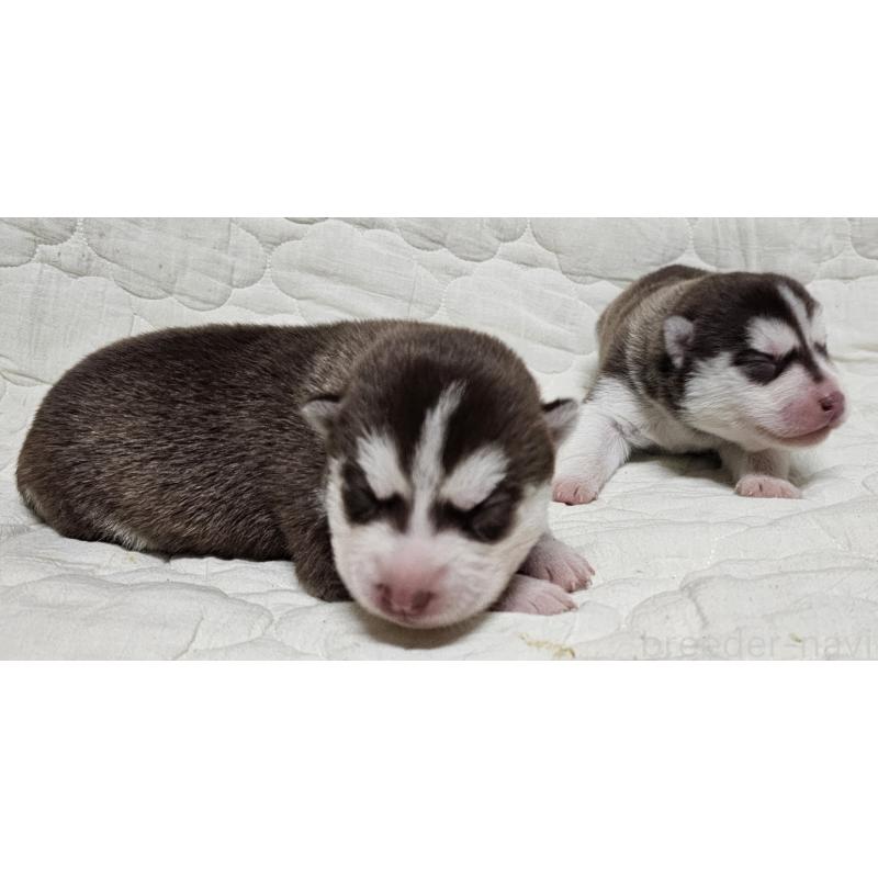 販売中の岩手県のシベリアンハスキー-432764