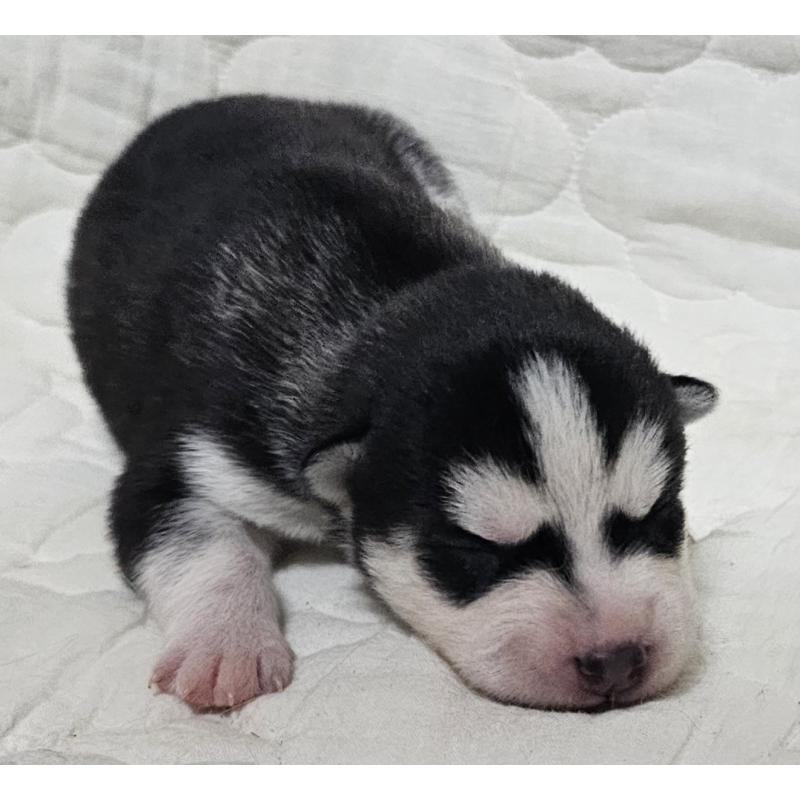 販売中の岩手県のシベリアンハスキー-433521