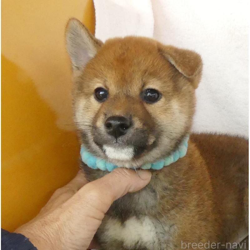 成約済の静岡県の柴犬-430456の8枚目