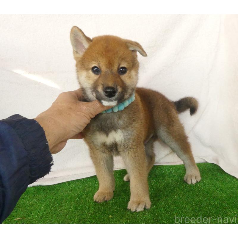 成約済の静岡県の柴犬-430456の7枚目