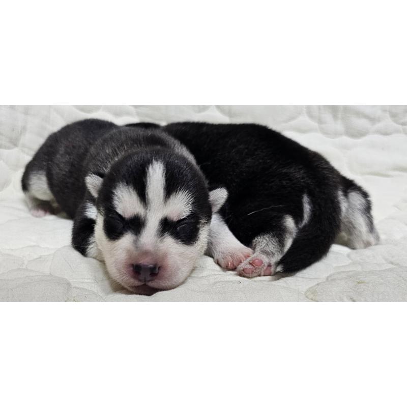 販売中の岩手県のシベリアンハスキー-433522