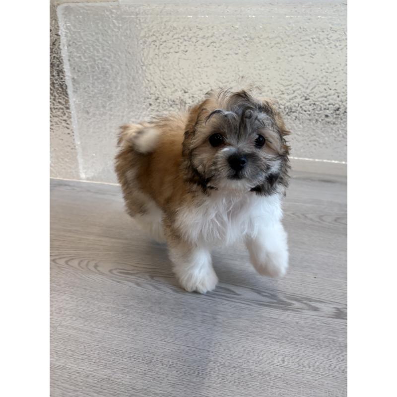 販売中の岐阜県のマルシーズー:マルチーズ×シーズー-433525