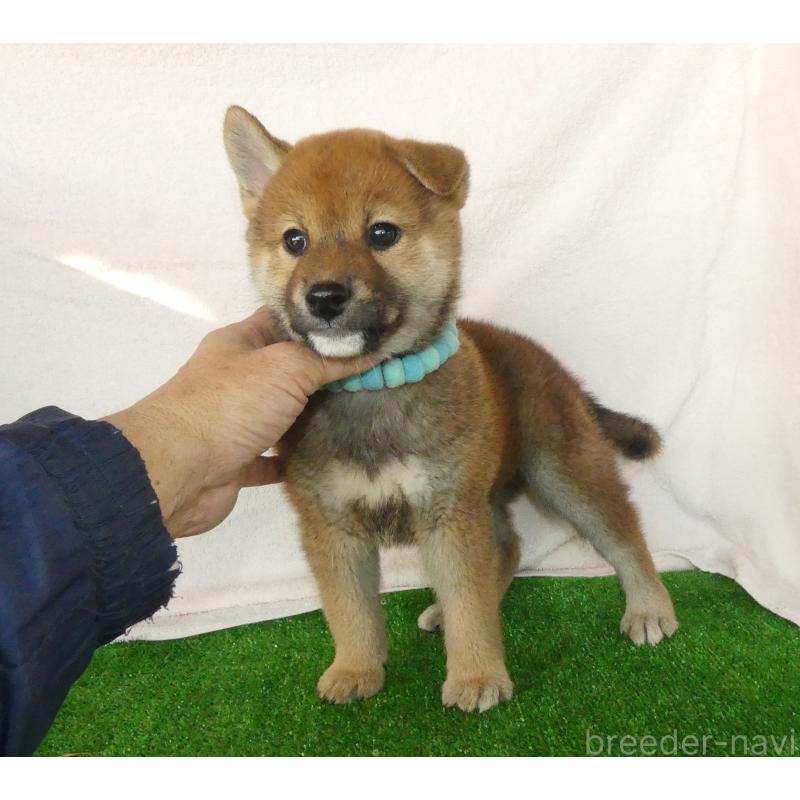 成約済の静岡県の柴犬-430456の6枚目