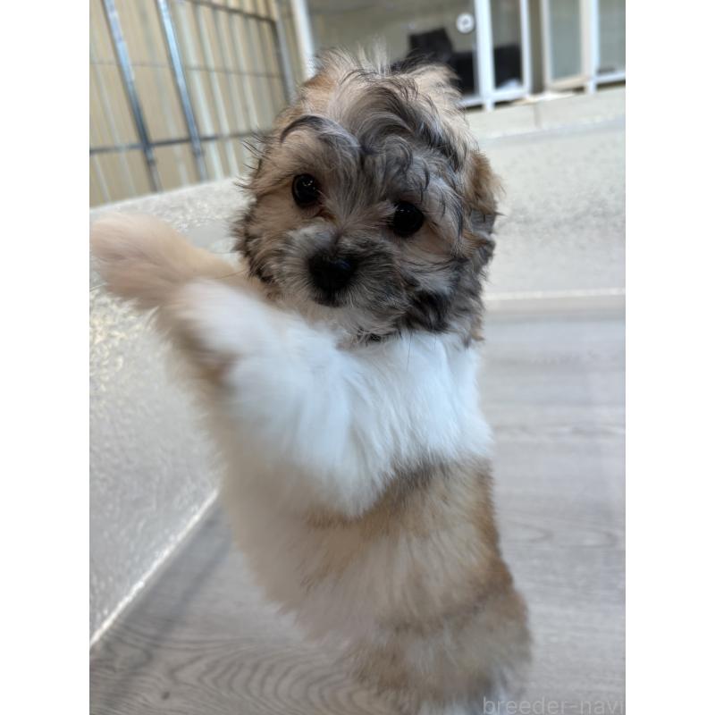 販売中の岐阜県のマルシーズー:マルチーズ×シーズー-433525の7枚目