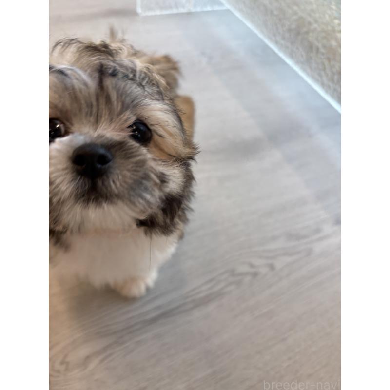 販売中の岐阜県のマルシーズー:マルチーズ×シーズー-433525の6枚目