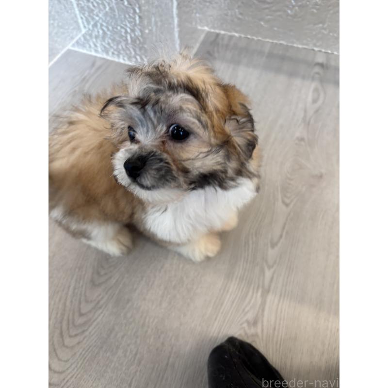 販売中の岐阜県のマルシーズー:マルチーズ×シーズー-433525の5枚目