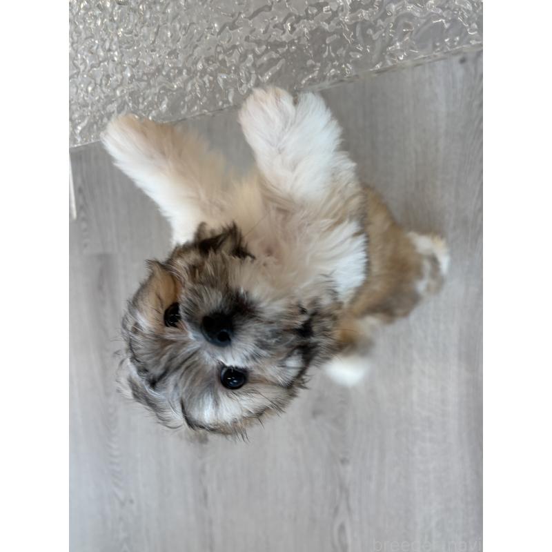 販売中の岐阜県のマルシーズー:マルチーズ×シーズー-433525の4枚目