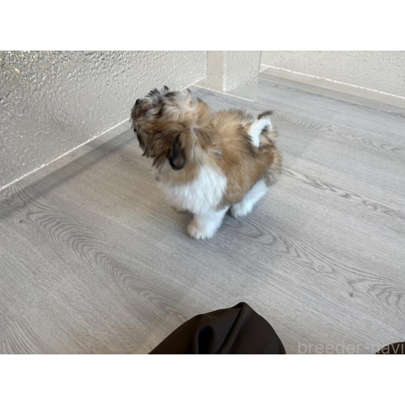 販売中の岐阜県のマルシーズー:マルチーズ×シーズー-433525の3枚目